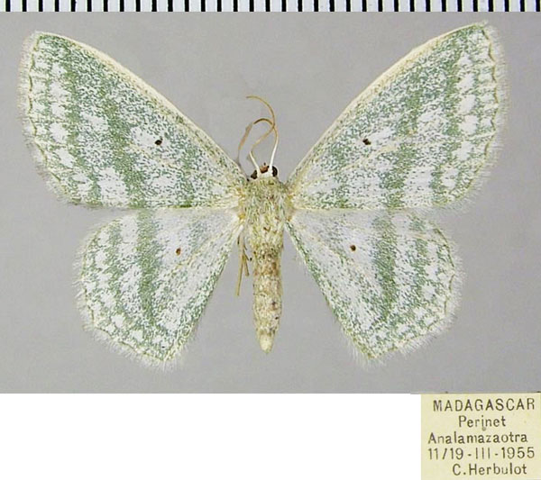 /filer/webapps/moths/media/images/T/triplicifascia_Epigelasma_AF_ZSM.jpg