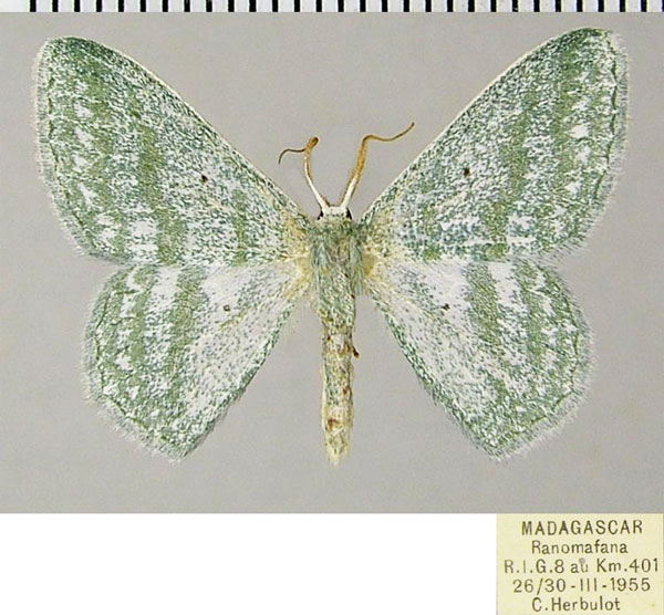 /filer/webapps/moths/media/images/T/triplicifascia_Epigelasma_AM_ZSMa.jpg