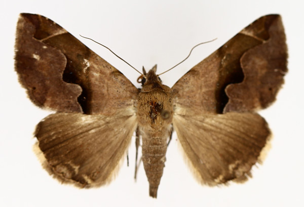 /filer/webapps/moths/media/images/T/triplocyma_Bastilla_AF_TMSA_01.jpg