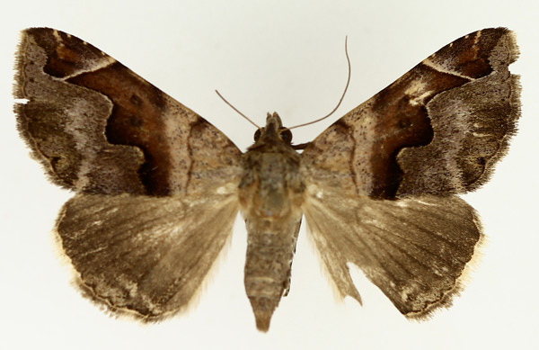/filer/webapps/moths/media/images/T/triplocyma_Bastilla_AF_TMSA_02.jpg