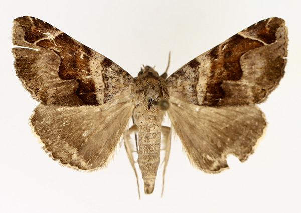 /filer/webapps/moths/media/images/T/triplocyma_Bastilla_AM_TMSA_02.jpg