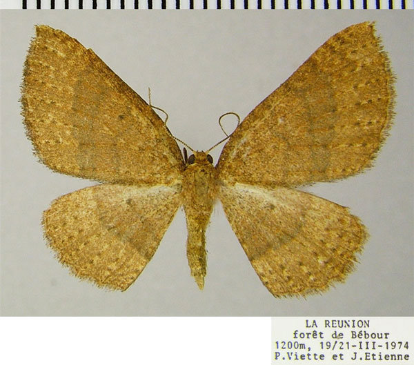/filer/webapps/moths/media/images/T/tripogonias_Asthenotricha_AF_ZSM.jpg