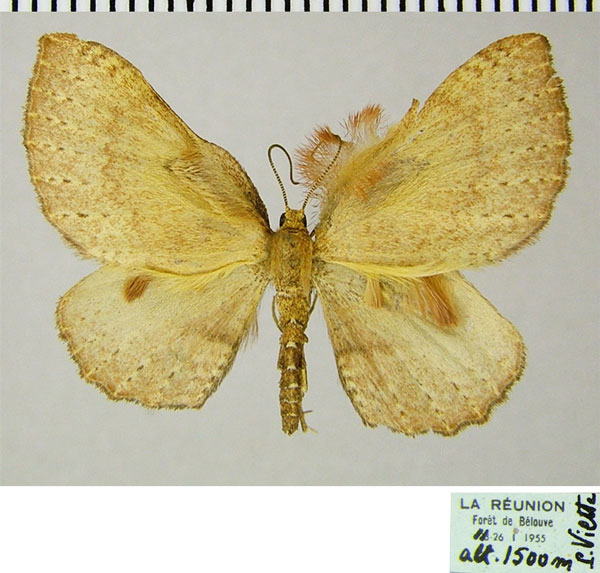 /filer/webapps/moths/media/images/T/tripogonias_Asthenotricha_AM_ZSMa.jpg