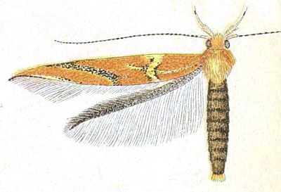 /filer/webapps/moths/media/images/T/tripola_Stagmatophora_STM_Meyrick_6-6.jpg