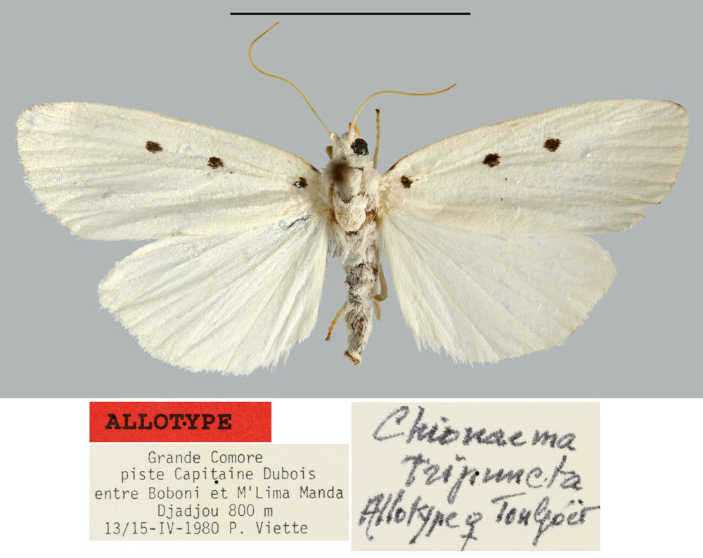 /filer/webapps/moths/media/images/T/tripuncta_Chionaema_AT_MNHN.jpg