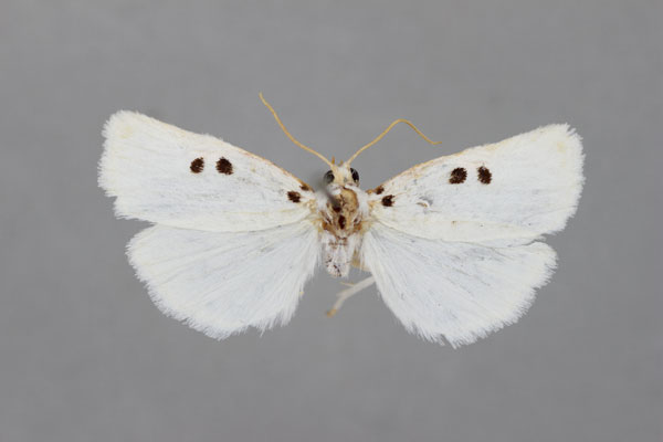 /filer/webapps/moths/media/images/T/tripuncta_Cyana_A_BMNH.jpg