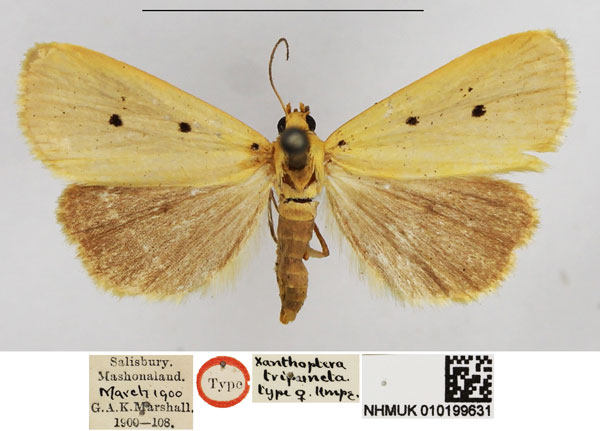 /filer/webapps/moths/media/images/T/tripuncta_Xanthoptera_HT_NHMUK.jpg