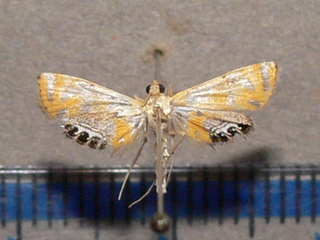 /filer/webapps/moths/media/images/T/tripunctalis_Eoophila_A_Goffa_01.JPG