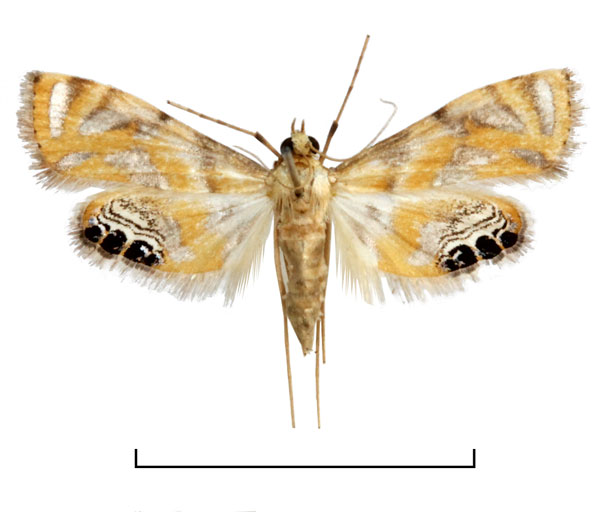 /filer/webapps/moths/media/images/T/tripunctalis_Eoophyla_AF_BMNH.jpg