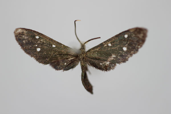 /filer/webapps/moths/media/images/T/tripunctata_Amata_HT_BMNH.jpg