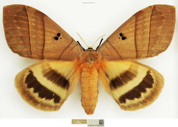 /filer/webapps/moths/media/images/T/tripunctata_Jana_AF_NHMUK.jpg