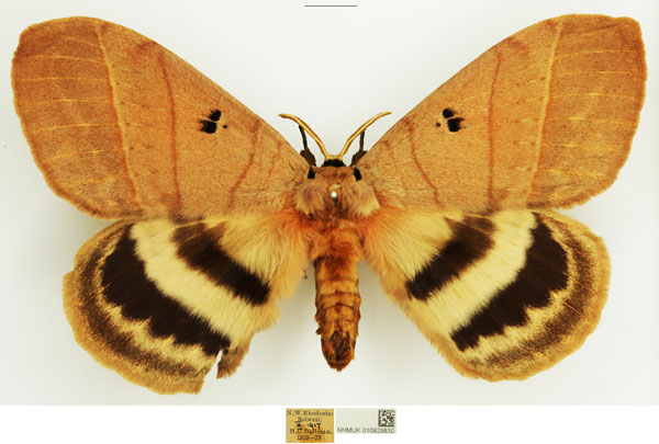 /filer/webapps/moths/media/images/T/tripunctata_Jana_AM_NHMUK.jpg