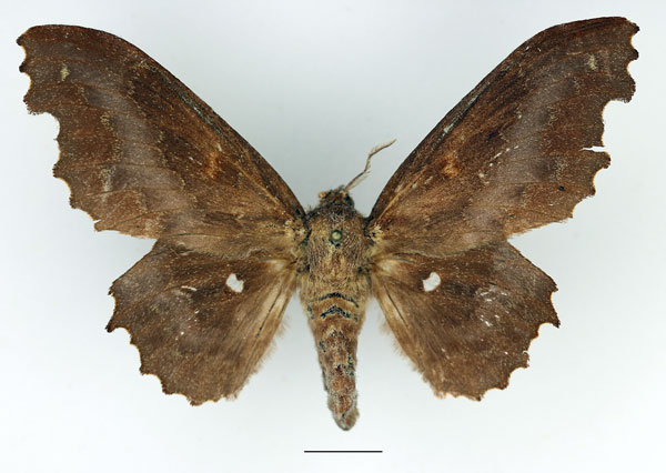 /filer/webapps/moths/media/images/T/tripunctata_Mimopacha_AF_Basquin_01.jpg