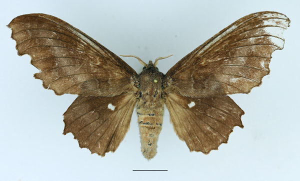 /filer/webapps/moths/media/images/T/tripunctata_Mimopacha_AF_Basquin_02.jpg