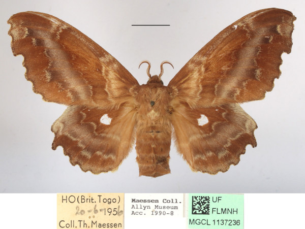 /filer/webapps/moths/media/images/T/tripunctata_Mimopacha_AF_MGCLa_02.JPG