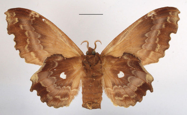 /filer/webapps/moths/media/images/T/tripunctata_Mimopacha_AF_MGCLb_02.JPG