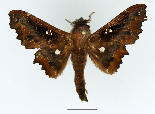 /filer/webapps/moths/media/images/T/tripunctata_Mimopacha_AM_Basquin_01.jpg