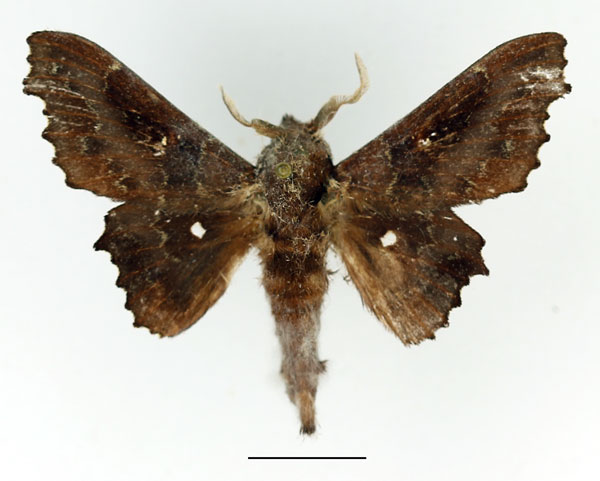 /filer/webapps/moths/media/images/T/tripunctata_Mimopacha_AM_Basquin_02.jpg
