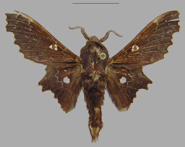 /filer/webapps/moths/media/images/T/tripunctata_Mimopacha_AM_CMNH.jpg