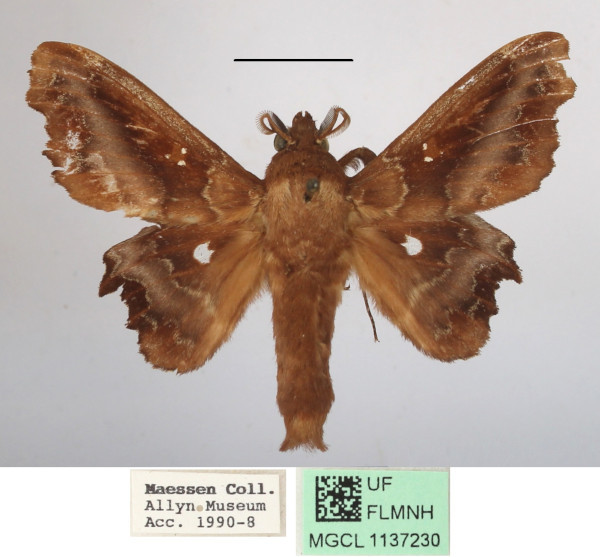 /filer/webapps/moths/media/images/T/tripunctata_Mimopacha_AM_MGCLa_01.JPG