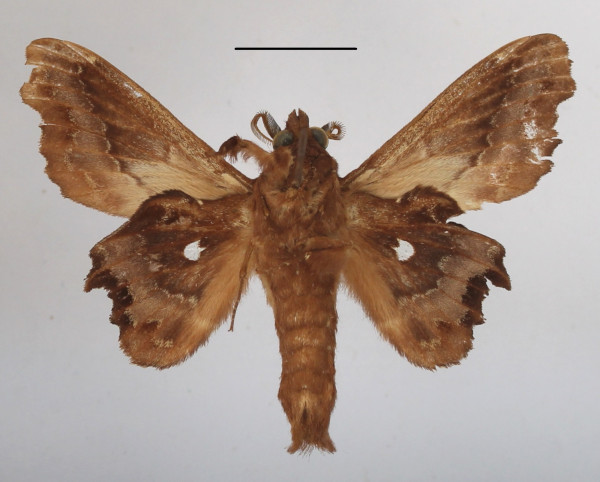 /filer/webapps/moths/media/images/T/tripunctata_Mimopacha_AM_MGCLb_01.JPG