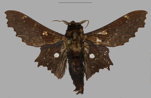 /filer/webapps/moths/media/images/T/tripunctata_Mimopacha_AM_Mueller_01.jpg