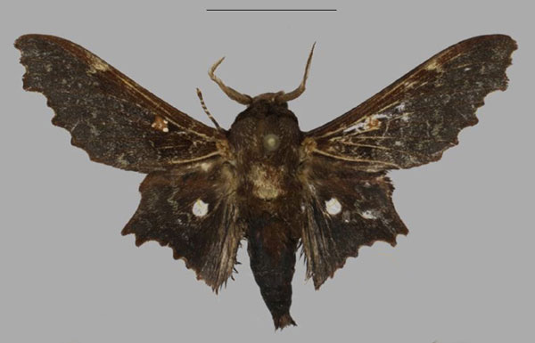 /filer/webapps/moths/media/images/T/tripunctata_Mimopacha_AM_Mueller_02.jpg