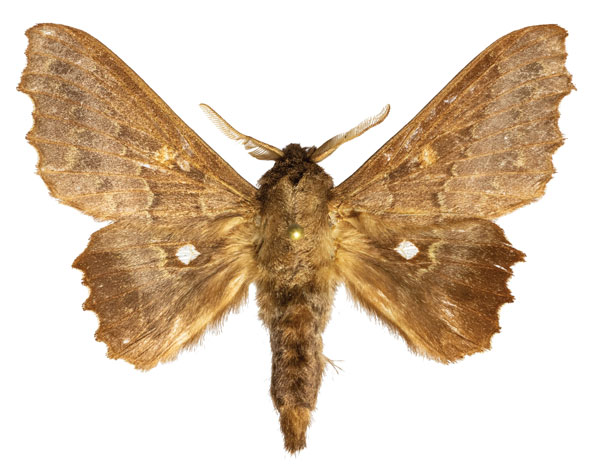 /filer/webapps/moths/media/images/T/tripunctata_Mimopacha_AM_ZMJU.jpg