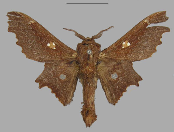 /filer/webapps/moths/media/images/T/tripunctata_Mimopacha_HT_MfN.jpg