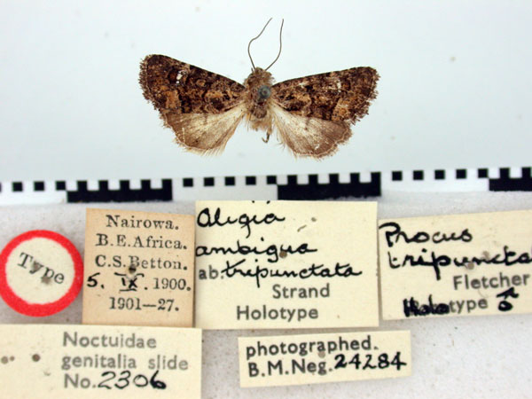 /filer/webapps/moths/media/images/T/tripunctata_Procus_HT_BMNH.jpg