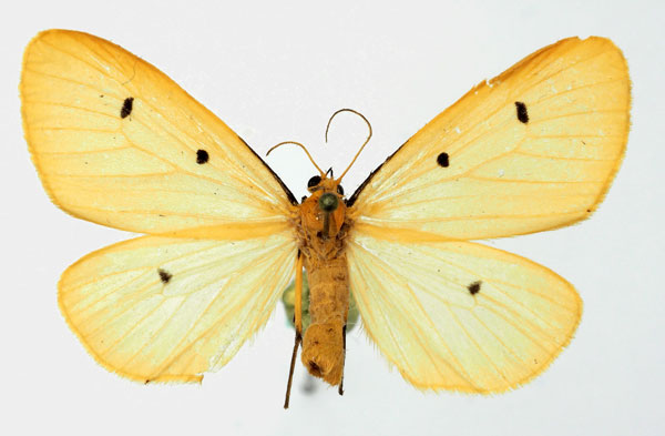 /filer/webapps/moths/media/images/T/tripunctata_Soloe_AF_Basquin.jpg