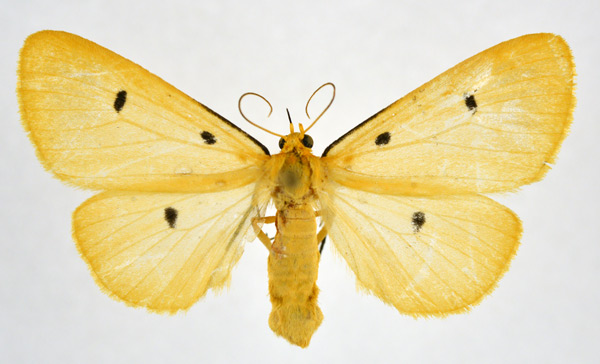 /filer/webapps/moths/media/images/T/tripunctata_Soloe_AF_NHMO.jpg
