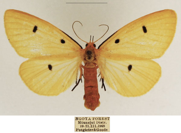 /filer/webapps/moths/media/images/T/tripunctata_Soloe_AF_TMSA_02.jpg