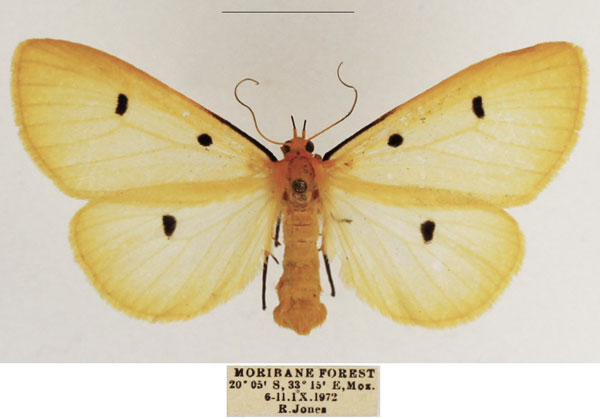 /filer/webapps/moths/media/images/T/tripunctata_Soloe_AF_TMSA_03.jpg