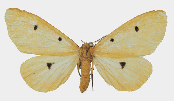 /filer/webapps/moths/media/images/T/tripunctata_Soloe_AM_Basquin.jpg