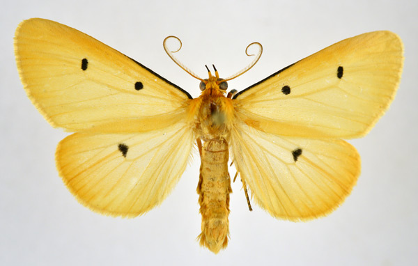 /filer/webapps/moths/media/images/T/tripunctata_Soloe_AM_NHMO.jpg