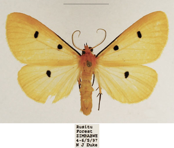 /filer/webapps/moths/media/images/T/tripunctata_Soloe_AM_TMSA.jpg
