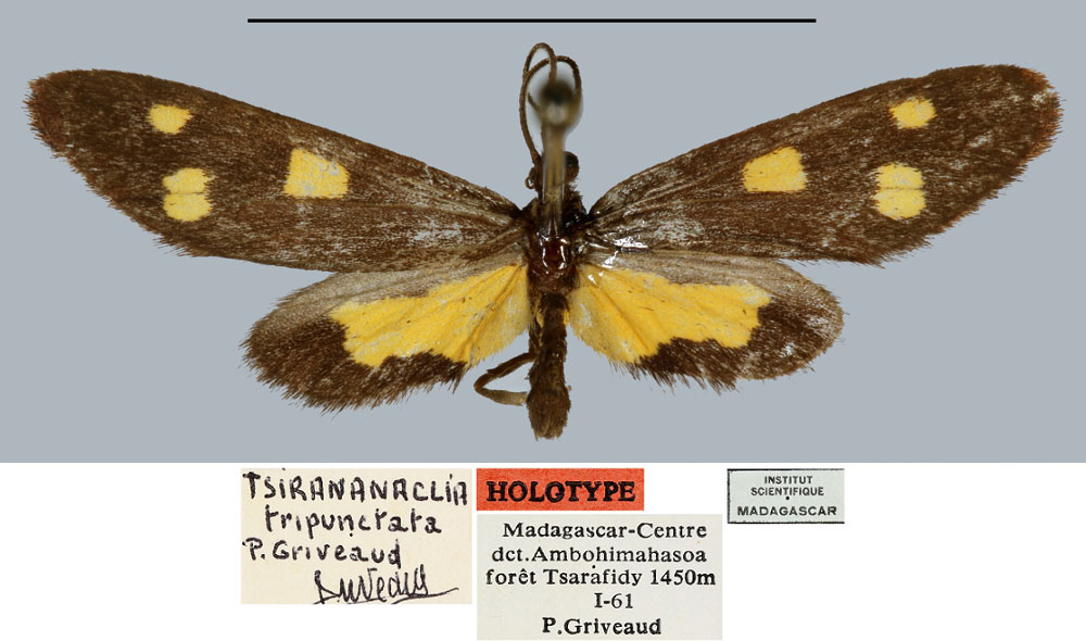 /filer/webapps/moths/media/images/T/tripunctata_Tsirananaclia_HT_MNHN.jpg