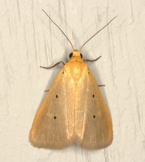 /filer/webapps/moths/media/images/T/tripunctoides_Mimasura_A_Heyns_01.jpg