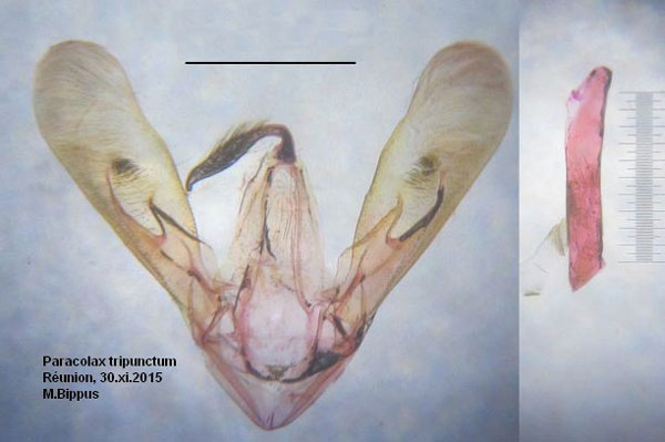 /filer/webapps/moths/media/images/T/tripunctum_Paracolax_GM_Bippus_2279.jpg