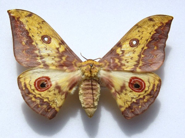 /filer/webapps/moths/media/images/T/triramis_Aurivillius_AF_Goff.jpg