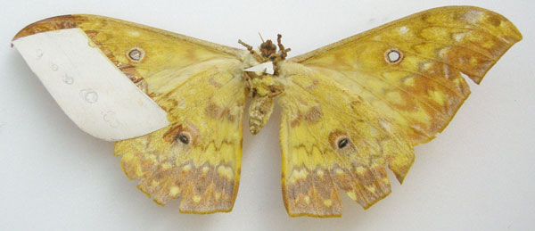 /filer/webapps/moths/media/images/T/triramis_Aurivillius_STF_NHMUKb.jpg