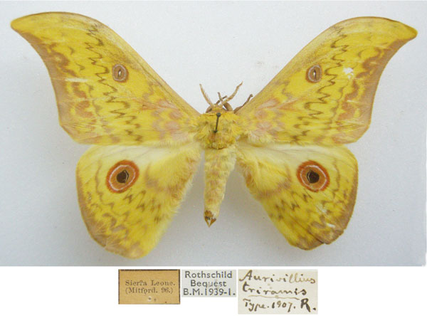 /filer/webapps/moths/media/images/T/triramis_Aurivillius_STM_NHMUKa.jpg