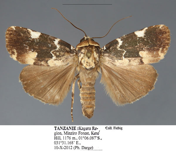 /filer/webapps/moths/media/images/T/trisagittata_Callyna_AM_Fiebig.jpg