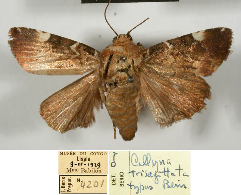 /filer/webapps/moths/media/images/T/trisagittata_Callyna_HT_MSNM.jpg