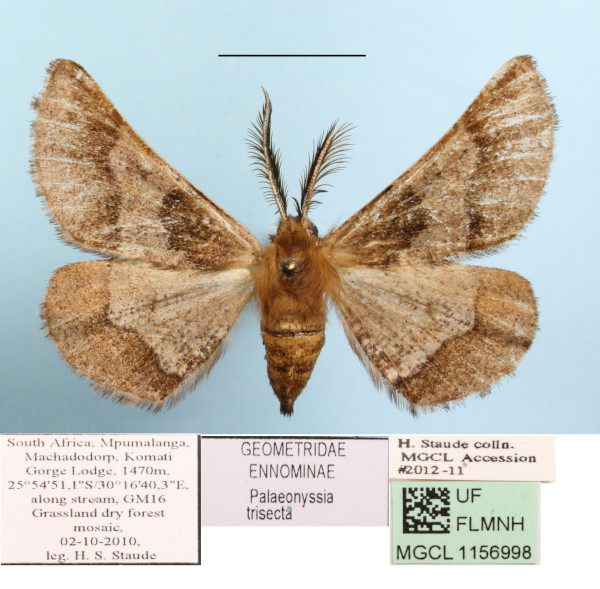 /filer/webapps/moths/media/images/T/trisecta_Palaeonyssia_A_MGCLa_01.JPG