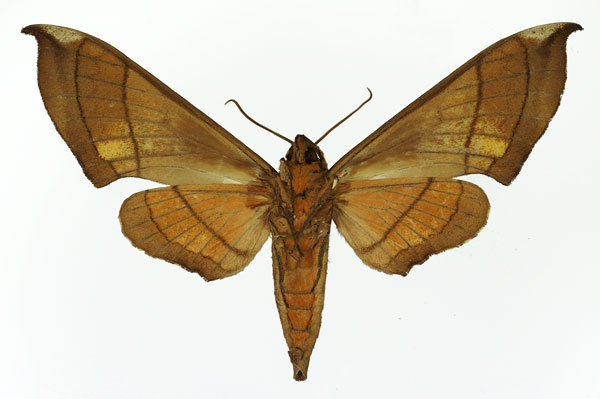 /filer/webapps/moths/media/images/T/trisecta_Polyptychus_AF_Basquin_02.jpg