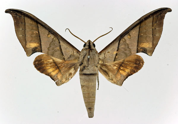 /filer/webapps/moths/media/images/T/trisecta_Polyptychus_AM_Basquin.jpg