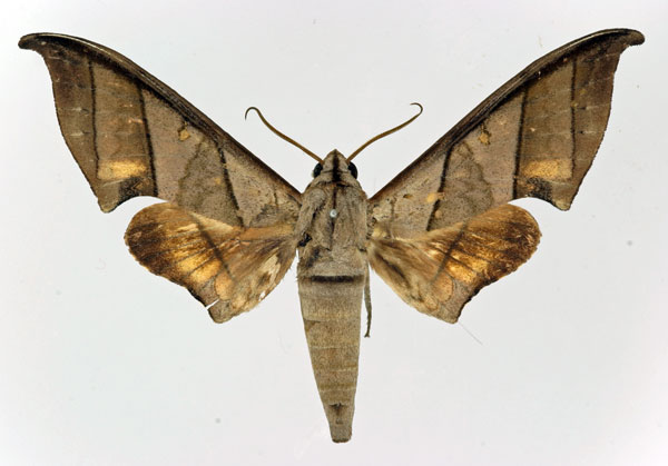 /filer/webapps/moths/media/images/T/trisecta_Polyptychus_AM_Basquin.jpg