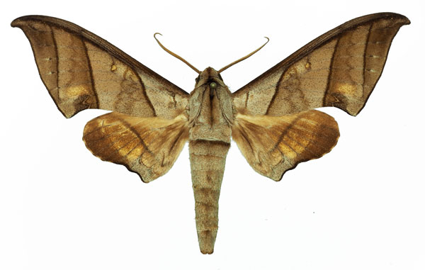 /filer/webapps/moths/media/images/T/trisecta_Polyptychus_AM_Basquin_01.jpg
